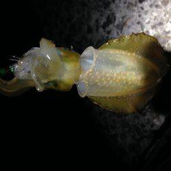 とうとうアオリがやってきた